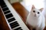 Science Has Found Out What Music Your Cat Should Be Chilling to While Being Neutered