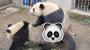 Pandas in China had sex for 8 minutes, and it's news