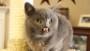 Will Internet cats have 9 billion lives?