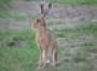 Rabbit and hare population mapped