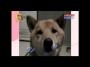 Soft Dog(Eng Subtitles)
