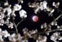 See Photos of the Shortest Lunar Eclipse of the Century