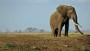 'Chinese should get their hands off our elephants'