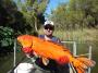 Check Out This Photo of a Pet Fish That Grew Into a Feral Aquatic Killer