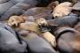 The Number of Sea Lions Washing Up on Californian Shores Is Higher Than Ever