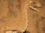 Terror bird find reveals 'deep voice'
