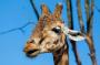 Watch Live Video of the Newborn Giraffe at the Dallas Zoo