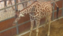 Giraffe gives birth with world watching