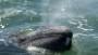 Whale swims record 14,000 miles for love