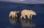 Netflix Announces Planet Earth Sequel Series Our Planet