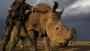 Under armed guard: Last male northern white rhino