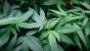 Gupta: Time for marijuana revolution