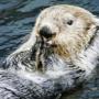 5 Adorable Animals Who Are the Biggest Assholes on Earth