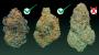 Which type of weed is right for you?