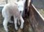 Lamb with five legs born on farm