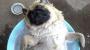 Adorable pug relaxes harder than anyone has ever relaxed before