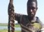 In pictures: Nigeria's frog kebabs