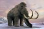 Scientists Have Sequenced the Entire Genome of a Woolly Mammoth