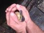 Baby duckies rescued from storm drain with iPhone ringtone