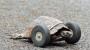 Turtle comes back fast and furious after rat attack