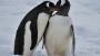 The man who spies on penguins for science
