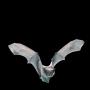 How Bats Could Influence the Future of Air Travel