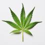 Police Found a Stoner&rsquo;s Hilarious To-Do List