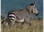 Wildlife drop 'may empty landscape'