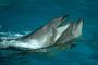 People on the Solomon Islands Have Killed Over 15,000 Dolphins For Their Teeth