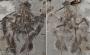 Oldest Known Ancestor of Modern Birds Is Discovered