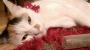 20 stoned cats that definitely got into the catnip stash