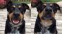 Polite dog has learned to bark with his inside voice