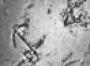 MH370 search discovers shipwreck