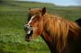 Horses Can Recognize Human Emotion, Study Shows