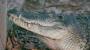 East Timor crocodile farm angers locals
