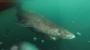400-year-old Greenland shark &lsquo;longest-living vertebrate&rsquo;