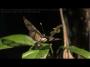 Clearwing Butterfly in the Amazon, Slow Motion HD