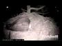 SW Florida Eagles_01.03.13_Eaglet 2 Has Arrived_949PM EST